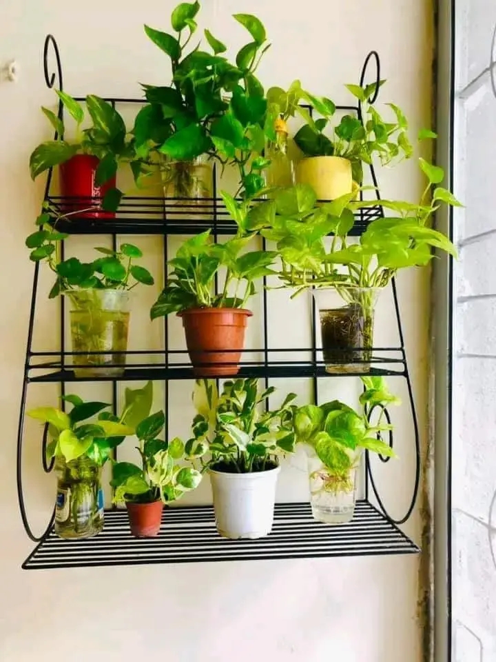 3 Layer Plant Rack MPS-040